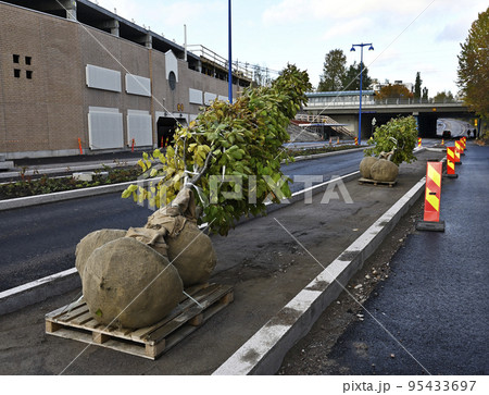 trees ready for planting on the street 95433697