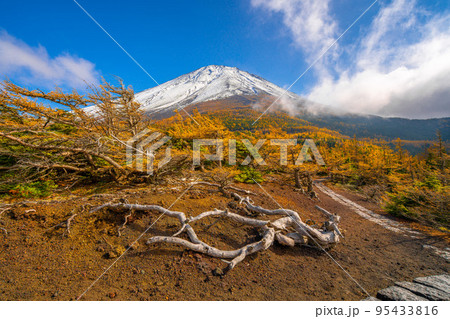 奥庭の紅葉 富士山 奥庭の紅葉 富士山 95433816
