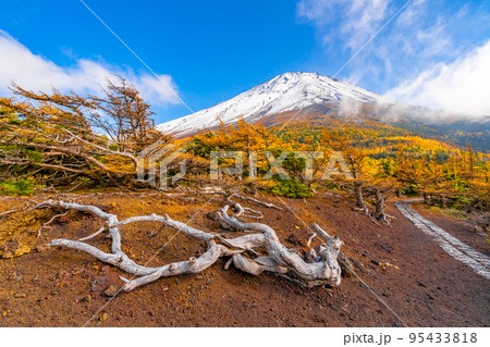 奥庭の紅葉 富士山 奥庭の紅葉 富士山 95433818