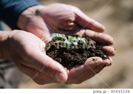 農業・芽を持つ男性の手元 95435239