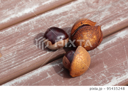 栃の実 95435248