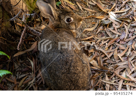 大久野島の野うさぎたち 大久野島の野うさぎたち 95435274