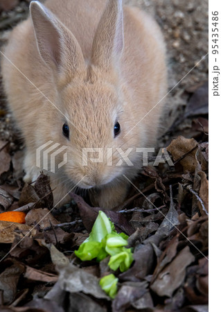 大久野島の野うさぎたち 95435486