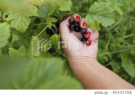 Large and juicy berries of black currant in a female hand. Harvest i berries of currant 95435708