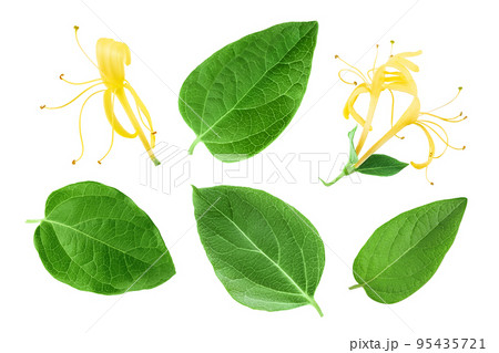 Fresh honeysuckle leaf isolated on white background with full depth of field. Top view. Flat lay. Fresh honeysuckle leaf isolated on white background with full depth of field. Top view. Flat lay. 95435721