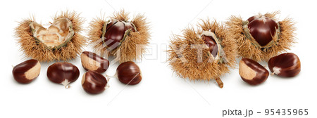opened sweet chestnut in its spiky husk isolated on white 95435965