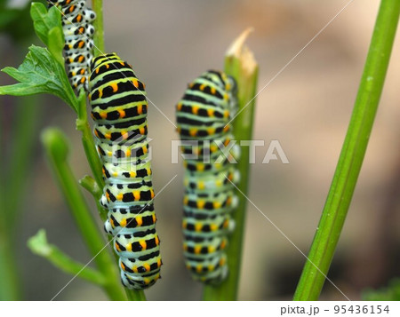 パセリの葉を食害するキアゲハの幼虫 95436154
