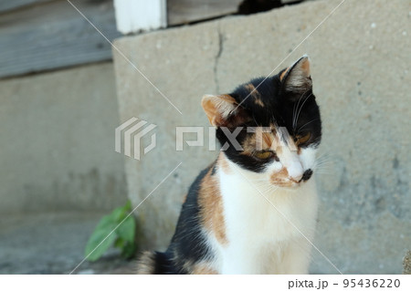 頭にハテナが浮かんでる三毛猫 95436220