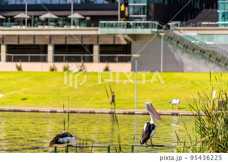 Pelicans in Elder Park in Adelaide CBD Pelicans in Elder Park in Adelaide CBD 95436225