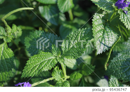 A picture of mini violet flowers and green leaves A picture of mini violet flowers and green leaves 95436747