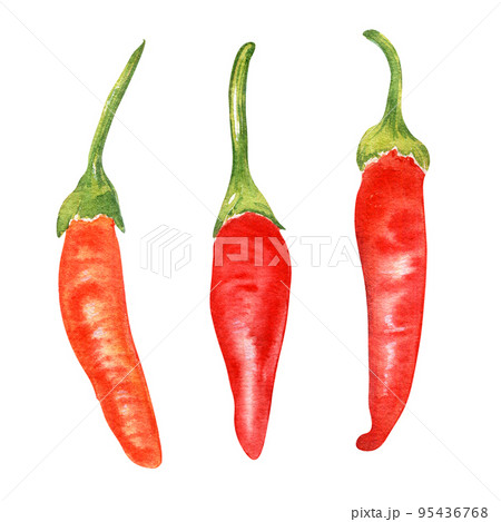 Red tabasco hot pepper watercolor illustration isolated on white background. 95436768