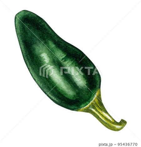 Jalapeno green hot pepper watercolor illustration isolated on white background. Jalapeno green hot pepper watercolor illustration isolated on white background. 95436770