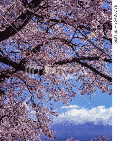 静岡県 富士宮市 興徳寺境内の桜と富士山 静岡県 富士宮市 興徳寺境内の桜と富士山 95436786