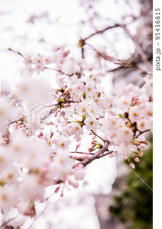 春のイメージにぴったりの満開の桜の木 95436815