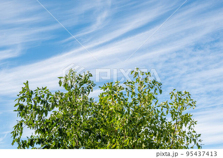 流れる秋の雲とナツメの木 流れる秋の雲とナツメの木 95437413