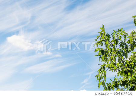 流れる秋の雲とナツメの木 95437416