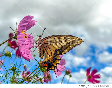 コスモスとアゲハ蝶と秋の空 95438856