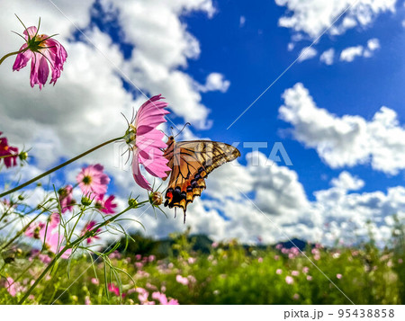 コスモスとアゲハ蝶と秋の空 95438858