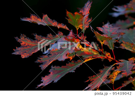 morning oak 95439042