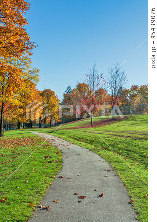 Pathway covered with maple leaves in the park on sunny autumn day 95439076