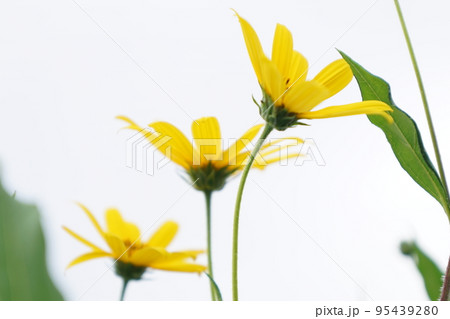 黄色い花(キクイモ:ヒマワリ属)④ 黄色い花(キクイモ:ヒマワリ属)④ 95439280