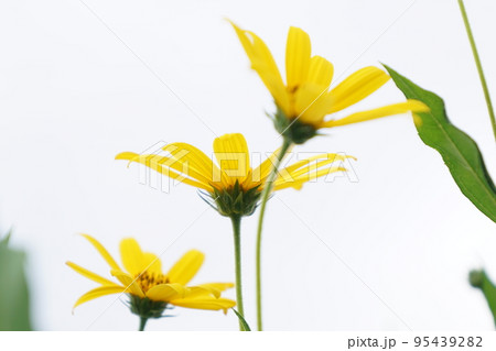 黄色い花(キクイモ:ヒマワリ属)⑥ 黄色い花(キクイモ:ヒマワリ属)⑥ 95439282