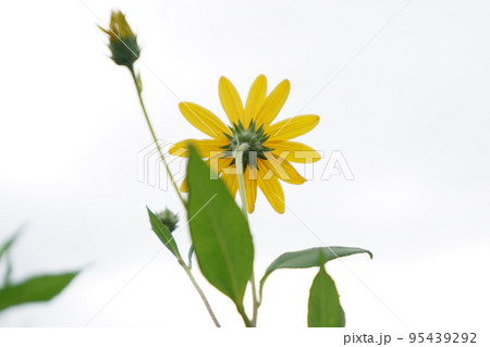 黄色い花（キクイモ：ヒマワリ属）⑦ 95439292