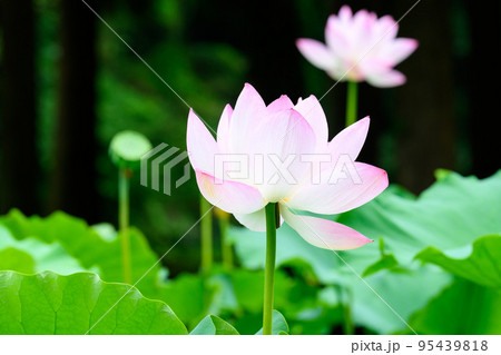 美しいハスの花「観光名所：鹿央古代の森」 95439818