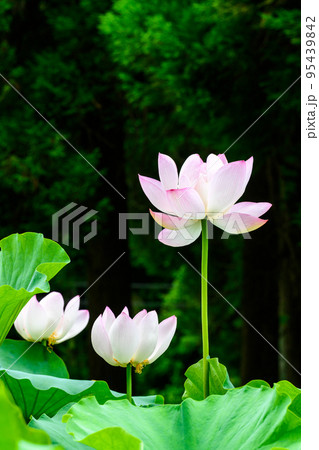 美しいハスの花「観光名所:鹿央古代の森」 美しいハスの花「観光名所:鹿央古代の森」 95439842