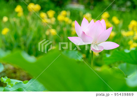 美しいハスの花「観光名所：鹿央古代の森」 95439869