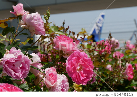 ピンクの薔薇と飛行機 ピンクの薔薇と飛行機 95440118