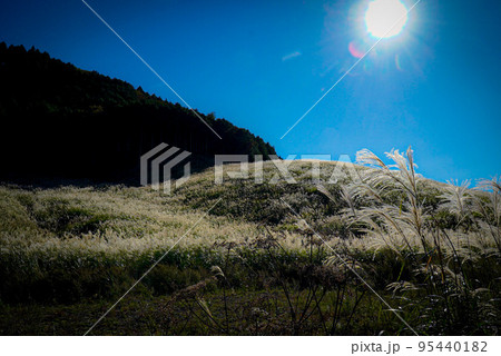 仙石原すすき公園のすすき 95440182