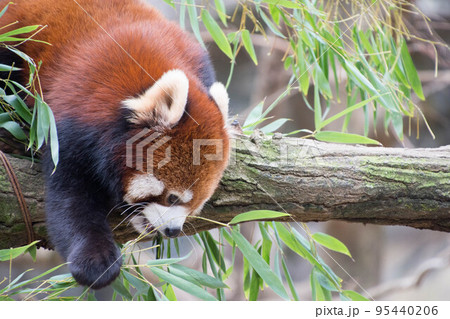 レッサーパンダ 95440206