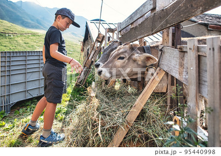 A child feeds grass to cows A child feeds grass to cows 95440998