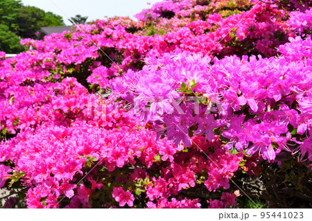 仁田峠のミヤマキリシマ 95441023