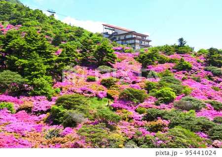 仁田峠のミヤマキリシマ 95441024