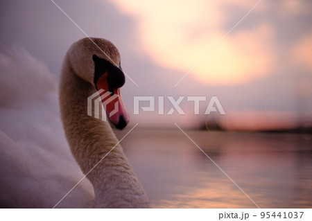 夕陽の中のコブ白鳥 35 95441037