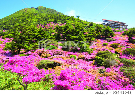 仁田峠のミヤマキリシマ 95441043