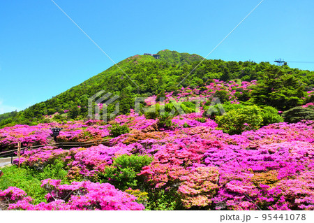 仁田峠のミヤマキリシマ 仁田峠のミヤマキリシマ 95441078