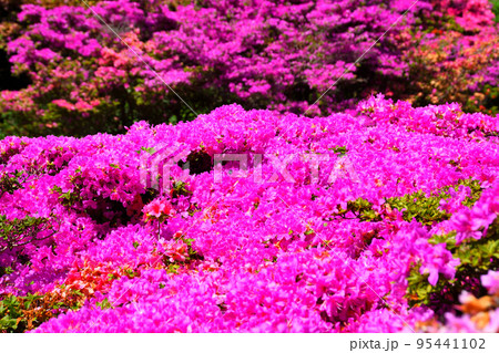 仁田峠のミヤマキリシマ 95441102