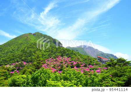 仁田峠のミヤマキリシマ 仁田峠のミヤマキリシマ 95441114