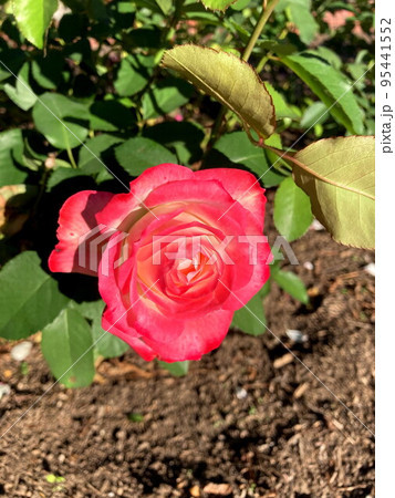 覆輪のバラ 95441552