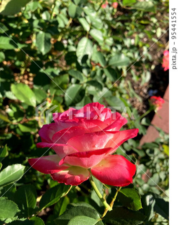 覆輪のバラ 95441554