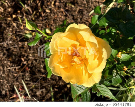 バラ 95441795