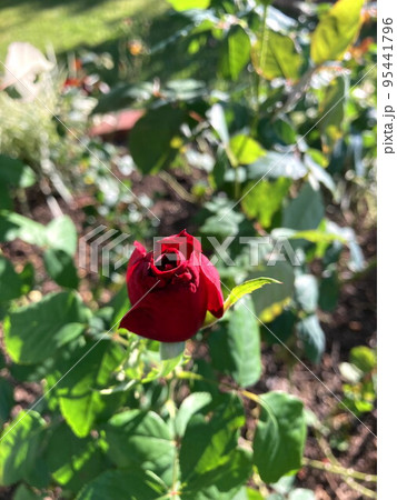 バラ バラ 95441796