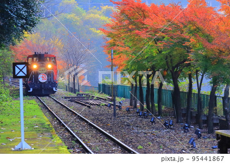 トロッコ列車(京都 嵯峨野)と紅葉 トロッコ列車(京都 嵯峨野)と紅葉 95441867