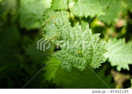 sting nettle in the tropical forest 95442195