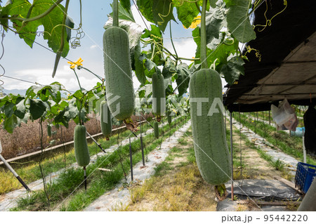 loofah farm scenery 95442220