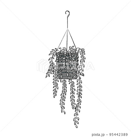 つる性のインテリアグリーン　エスキナンサス 95442389