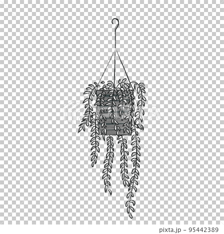 つる性のインテリアグリーン　エスキナンサス 95442389